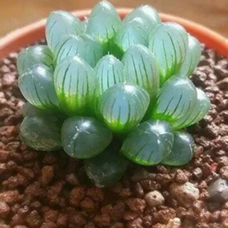 30 sementes de flores suculentas raras