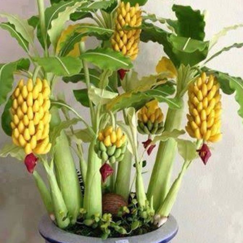 100 Sementes De Mini Bananeira Comestível Bonsai Menor Frete rápido