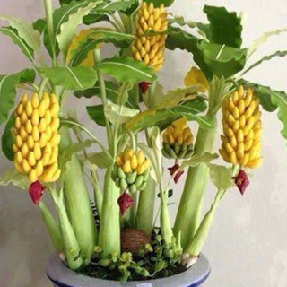 100 Sementes De Mini Bananeira Comestível Bonsai Menor Frete rápido