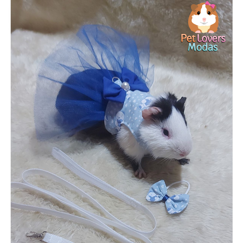 Roupa Pet Peitoral Passeio para Porquinho da índia adulto + lacinho ...