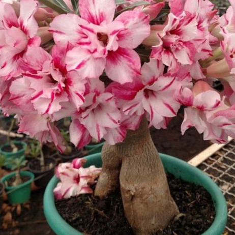 sementes rosa do deserto Gigante