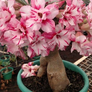 sementes rosa do deserto Gigante