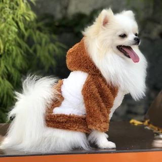Cachorros Filhotes Lulu Pomerania: Onde Comprar | BuscaProdutos