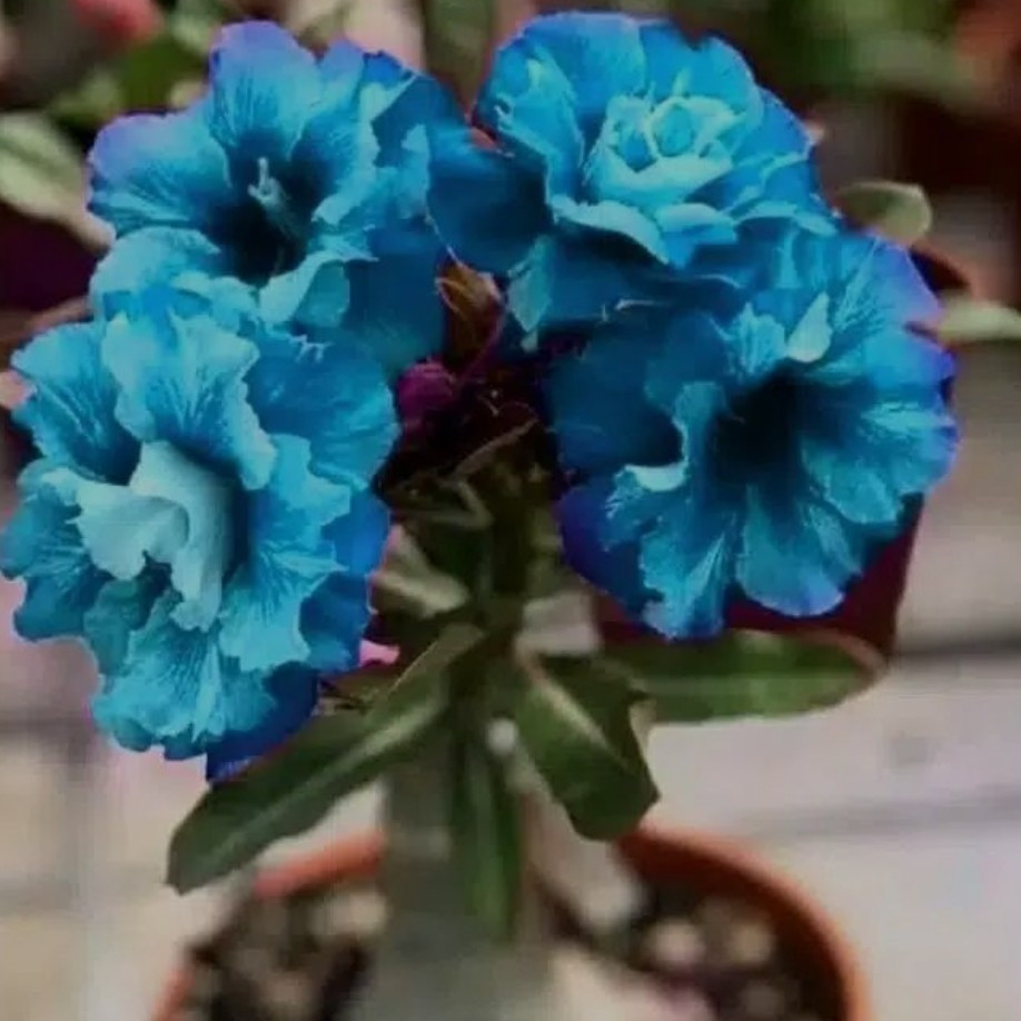 Rosa do Deserto 1