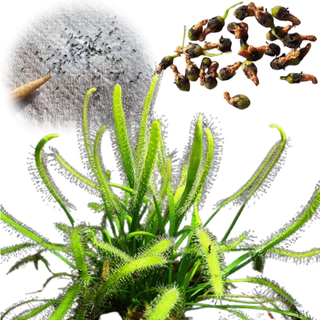 Kit 100 Sementes Planta Carnívora Drosera Capensis Alba