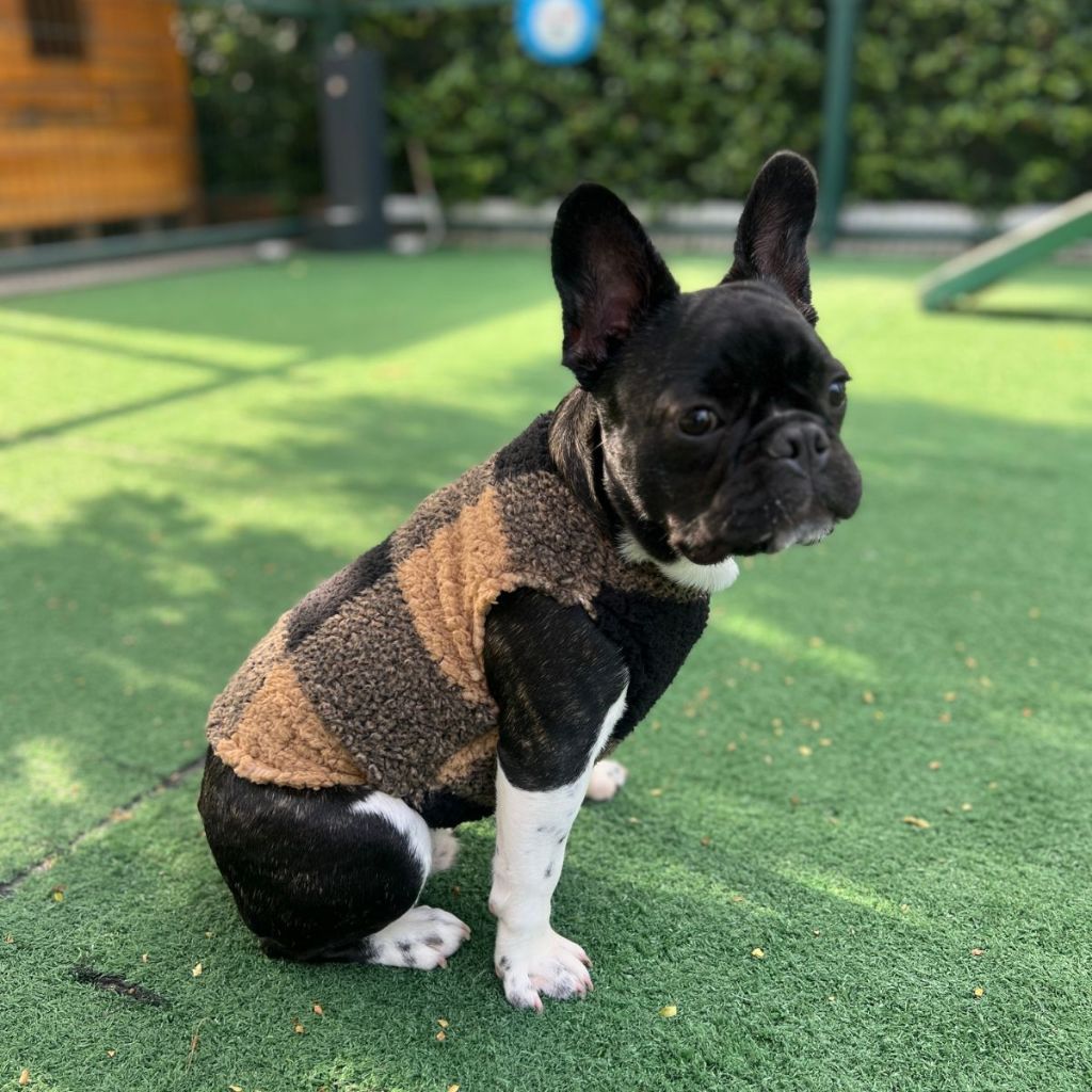 Roupinhas Pet Cachorro Gato Outono Inverno Regata Xadrez De Frio Para Cães e Gatos