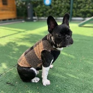 Roupinhas Pet Cachorro Gato Outono Inverno Regata Xadrez De Frio Para Cães e Gatos