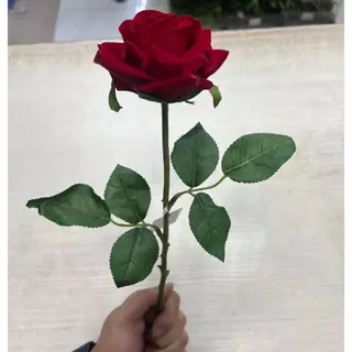 Rosa aveludada unidade
