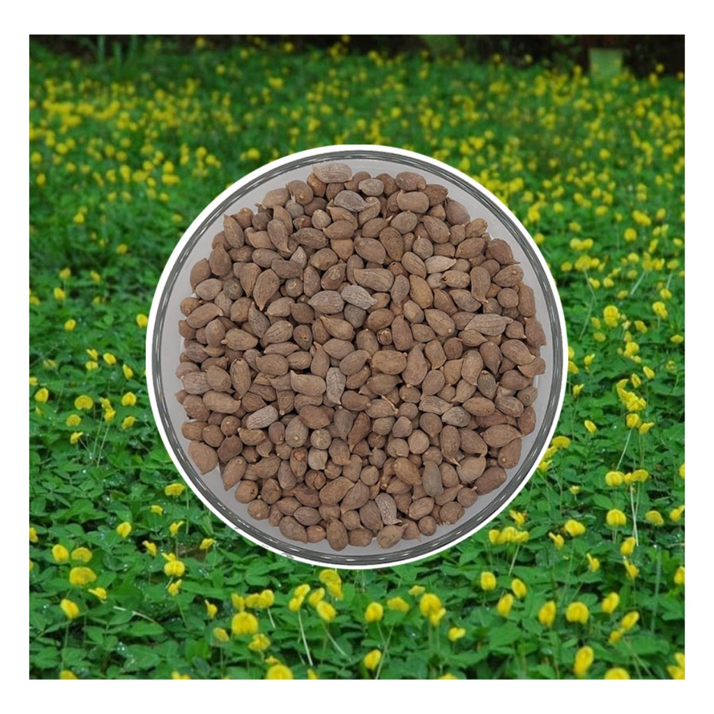 300 Sementes De Grama Amendoim Forrageiro Grama, pasto, jardim | Shopee ...
