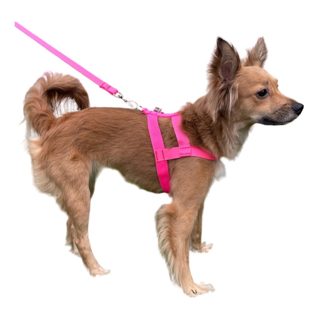 Fit Dog: Guia Completo e Onde Comprar | BuscaProdutos