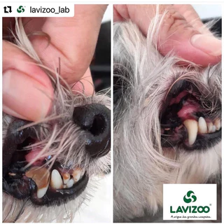 Anti Tártaro 100 Gr - Lavizoo ( Gel Bucal P/ Cães E Gatos )