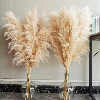 10 Capim dos Pampas/boho natural para decoração
