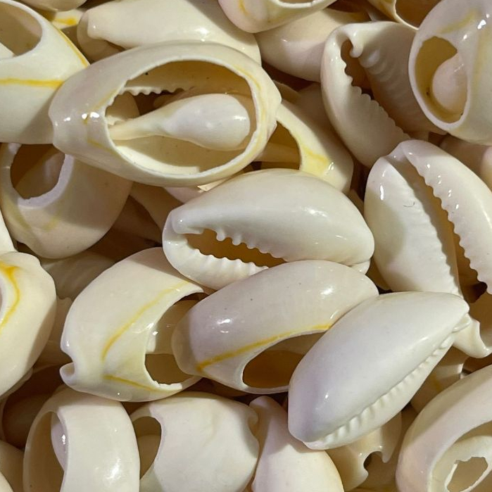 1 Kilo de Buzios Medios Naturais Cortados Artesanato Confecção de Acessorios Bijuterias Brajás