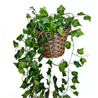 Planta Decorativa + Vaso Trançado Marrom 3 Pendentes Artificial Folhas Folhagem de Hera Realista
