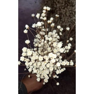 Flor sempre viva natural , buquê com 30 Gramas (aprox.300 flores)