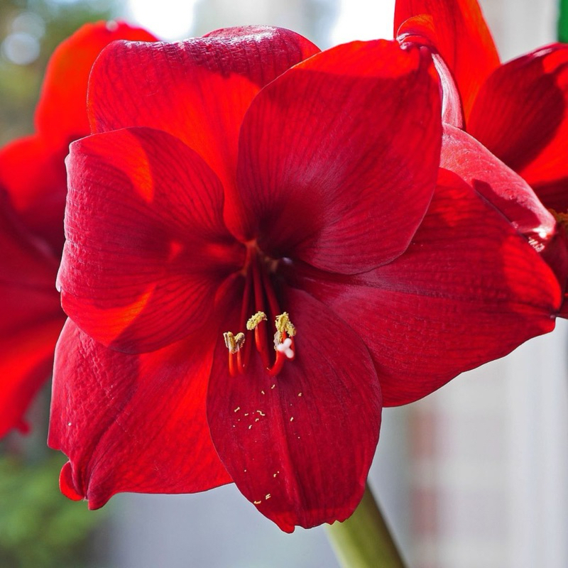 amaryllis コンピ CD amaryllis コンピ