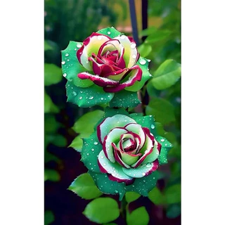 50 Sementes Rosa Turca Arco Iris