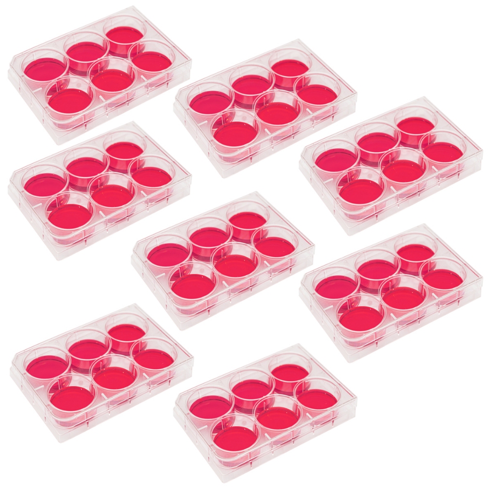 8 X Placa 6 Poços Para Cultura De Células Fundo Chato Placas | Shopee ...