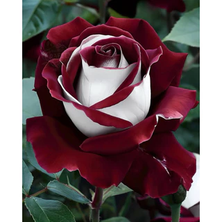 300 Sementes Rosa Osiria