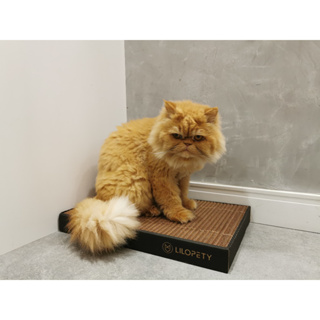 Arranhador para Gato Papelão Biodegradável Brinquedo Interativo Antiestresse ideal atrativo