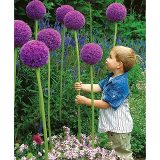 100 Sementes De Flor Alho Gigante + Manual de Plantio