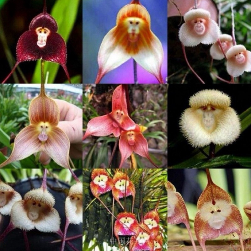 500 Sementes De Orquídea Cara De Macaco + Manual de Plantio