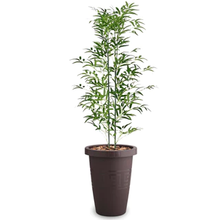 Arranjo Bambu Mossó Galhos Artificial Grande Com Vaso De Planta Decoração Enfeite Sala E Escritório