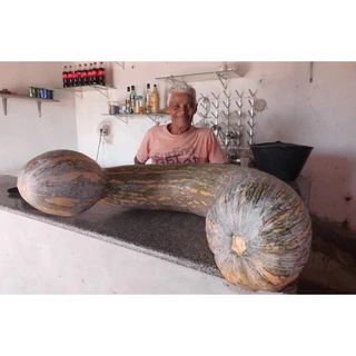 100 Sementes Da Abóbora Menina Rajada Seca A Gigante Rara