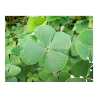 100 Sementes Trevo De 4 Folhas Verde