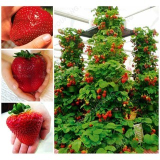 20 Sementes de Morango GG doce