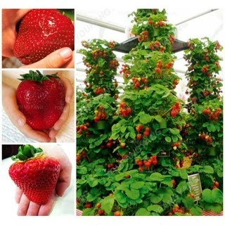 20 Sementes de Morango GG doce