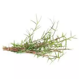 100 RAMAS DE CAPIM ESTRELA ROXA AFRICANA