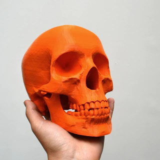 Crânio Humano (tudo junto) | Decoração - Terror - Biologia - Realista | Várias Cores | 3DNINJAS