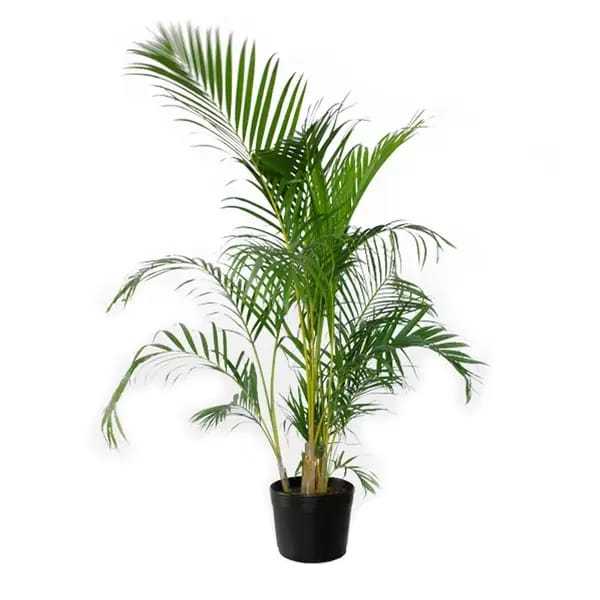 Sementes Palmeira Areca Bambu Para Plantio Dypsis Lutescens | Shopee Brasil