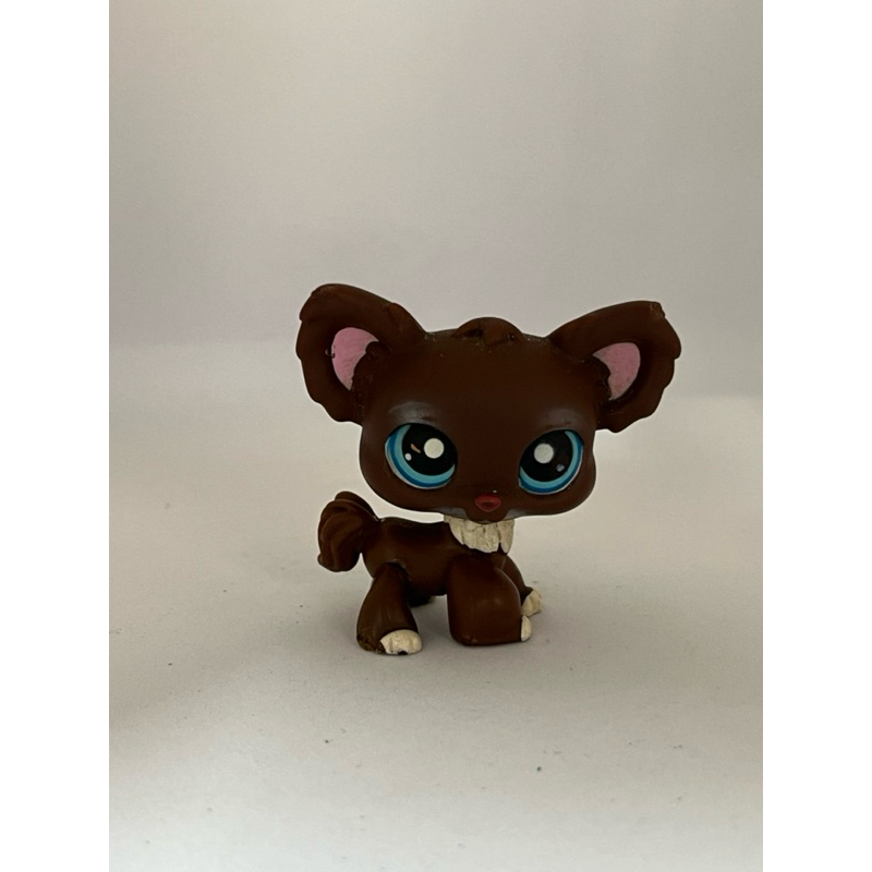 LPS chihuahua (avaria no olho)