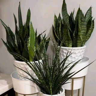 Kit com 06 espada de São Jorge (Grande) 50/55cm, Artificial não, Plástico não - decoração