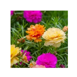 10.000 SEMENTES DE FLOR SEMI-SUCULENTA - PORTULACA DOBRADA SORTIDA - ONZE HORAS DOBRADA