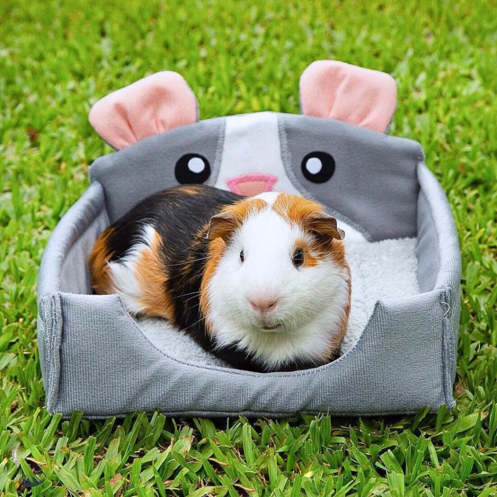 Caminha p/ Porquinho da Índia - Guinea Pig Props - Clássicas | Shopee ...