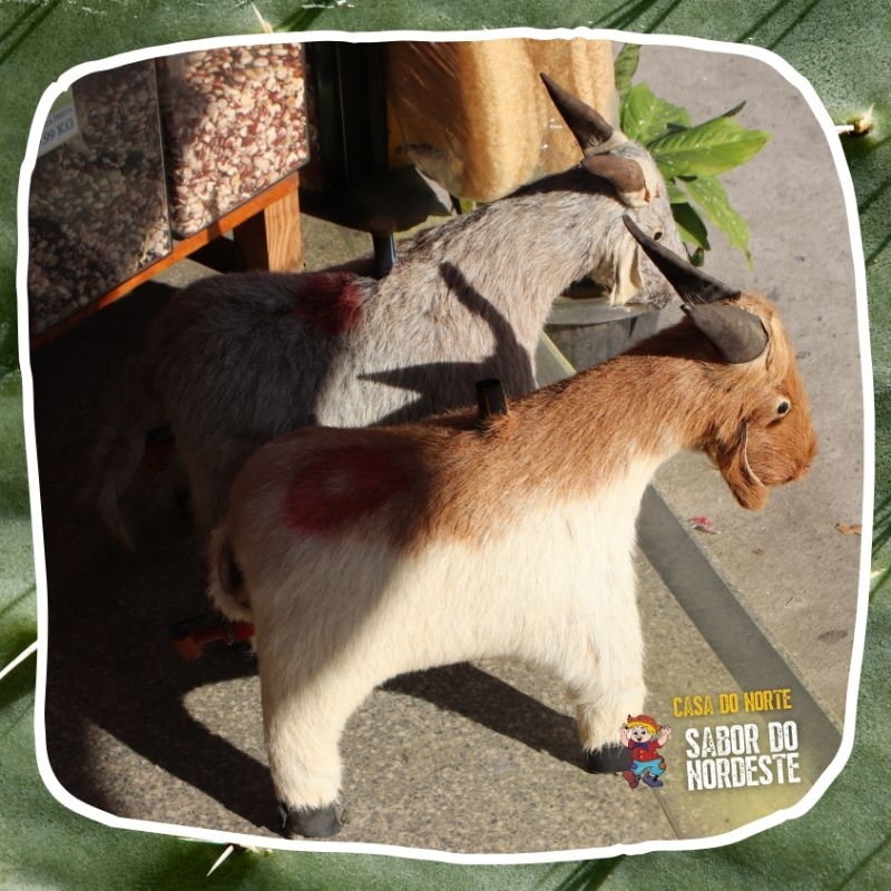 Bode Barril de Cachaça Pinga Corote Whisky