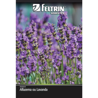 Sementes de Lavanda Verdadeira Alfazema