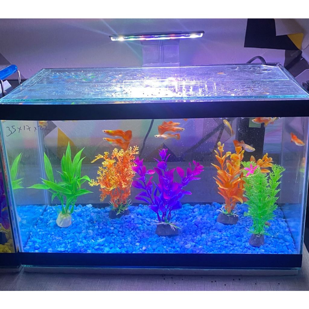 Aquário 10 litros 35x17x22 + bomba + luminaria m180 + 5 plantas + 2 pacotes de pedra + 1 ração + 1 anticloro