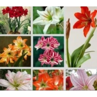 6 amarilis bulbos
