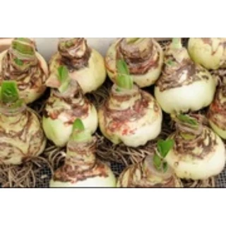 8 amarilis