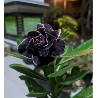rosa do deserto negra bordada 5 seeds