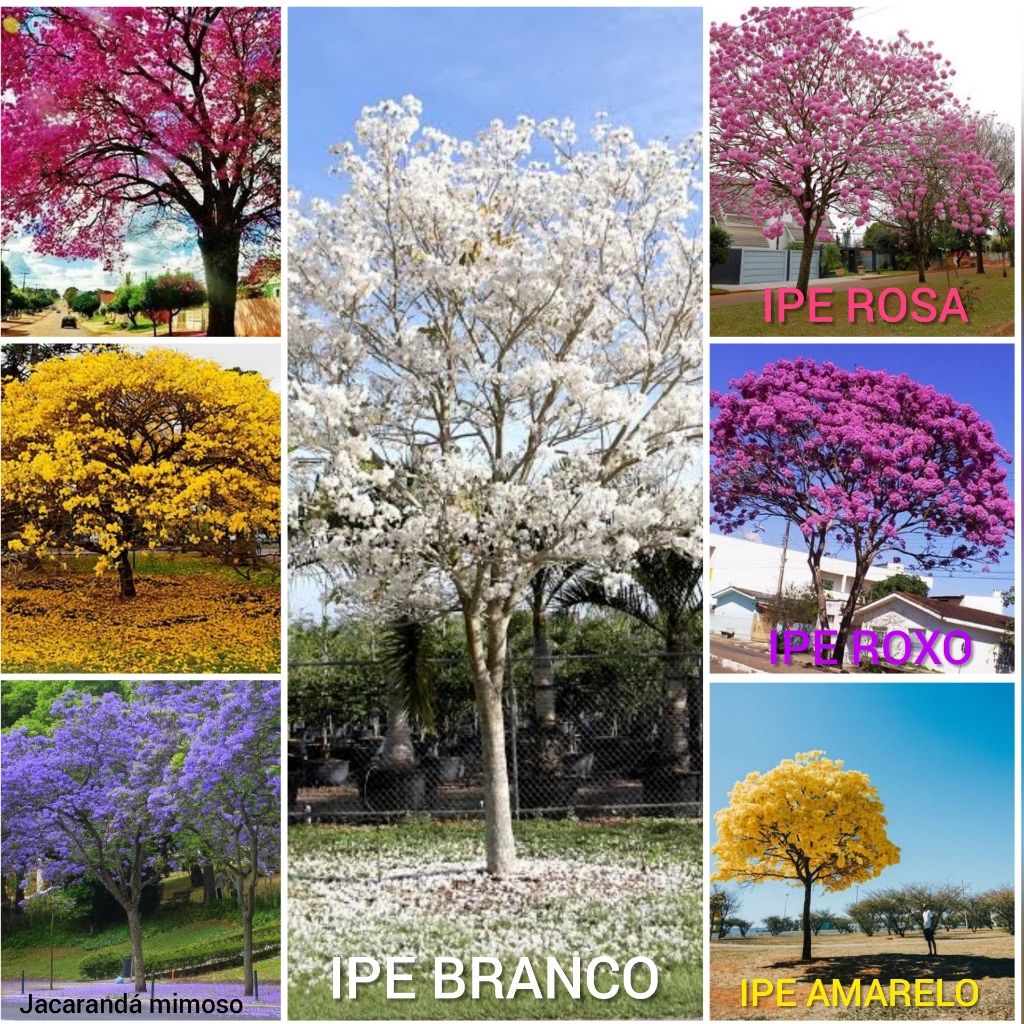 Sementes Ipê/Ype Amarelo/Branco/Roxo/Rosa/Verde/Jacarandá | Shopee Brasil