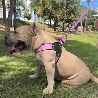 Coleira Cachorro Peitoral Guia Com Detalhe em Couro e Acessórios Aço Reforçada