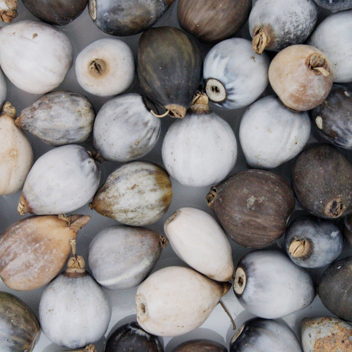 Semente Lágrima de Nossa Senhora [Pacote - 250 Peças]