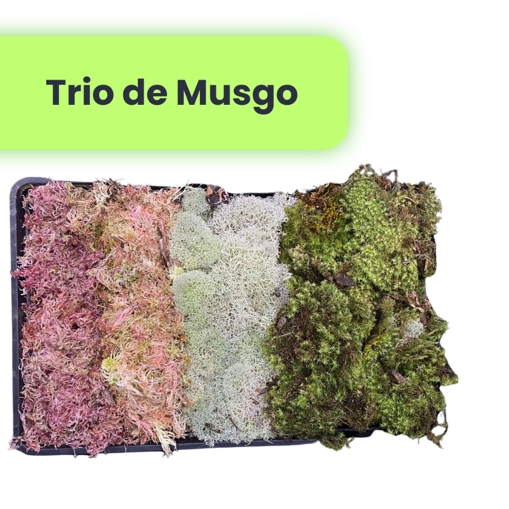 Caixa com 3 Espécie de Musgo Verde Branco e Rosa Para Terrario