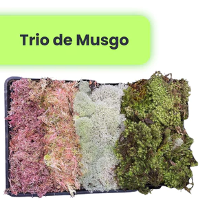 Caixa com 3 Espécie de Musgo Verde Branco e Rosa Para Terrario