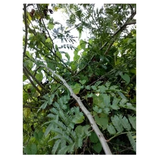 100 sementes novas de Jurema preta para plantio.cerca viva.